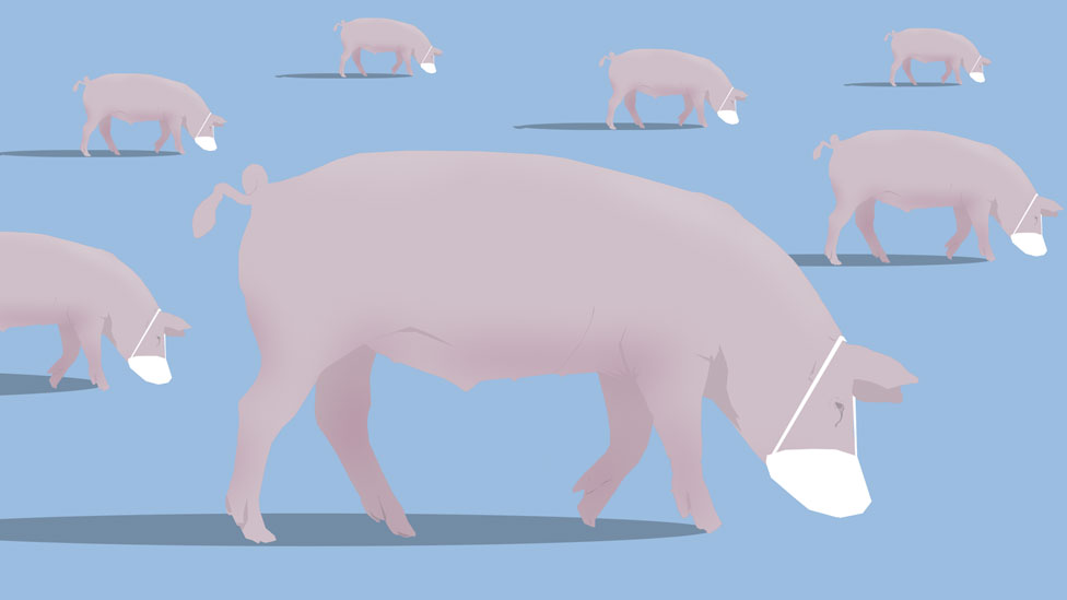 ilustrasi babi