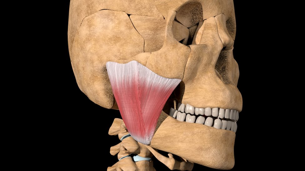 otot masseter