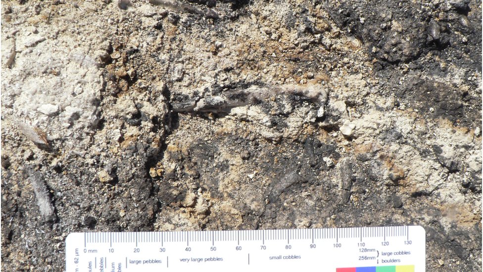 Fosil archaehierax sylvestris