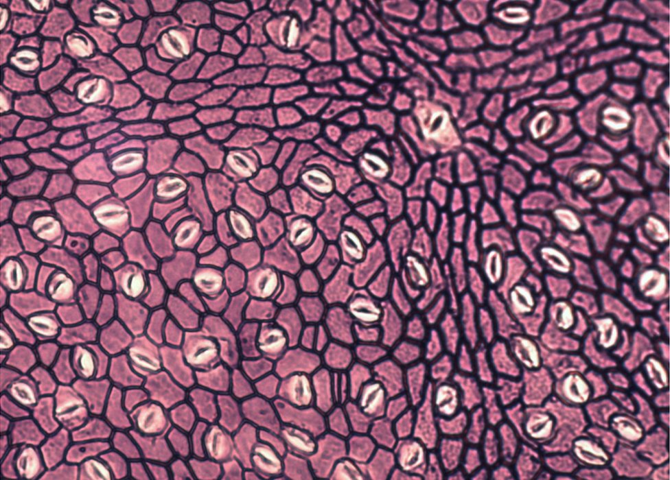 Leaf under high magnification