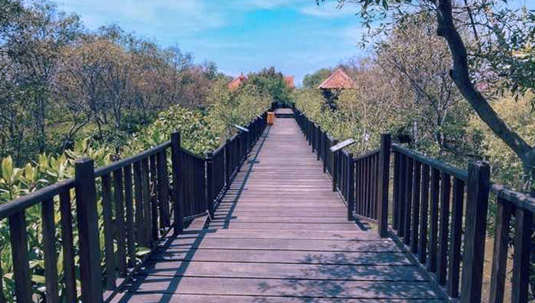 mangrove-banyuurip.jpg