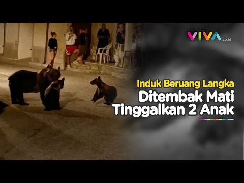 Penampakan Beruang Cokelat Terancam Punah Mati Dibunuh