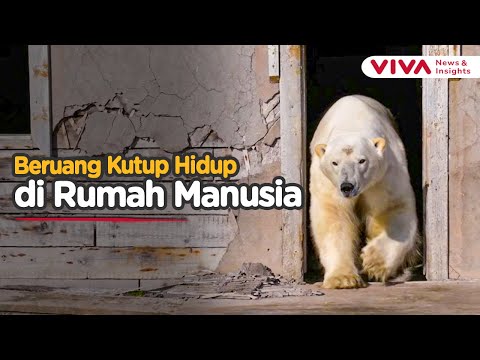 Drone Rekam Beruang Kutub Ngerumpi di Bangunan Era Soviet