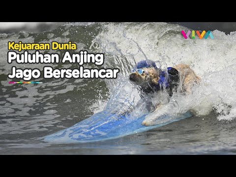 GEMAS! Puluhan Anjing Membelah Ombak di Kejuaraan Selancar