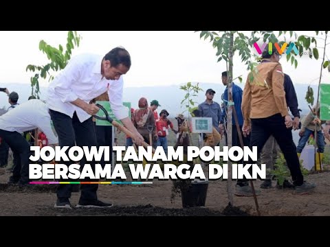 Momen Jokowi Tanam Pohon Bersama Masyarakat di IKN Demi Wujudkan Kota Hijau