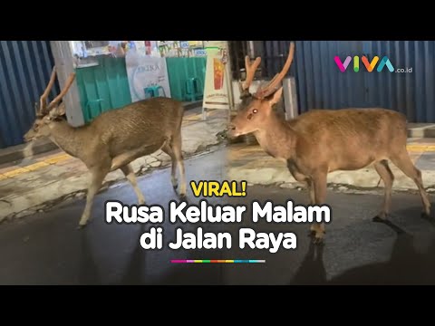 Bikin Kaget, Rusa Muncul di Pinggir Jalan Saat Malam Hari