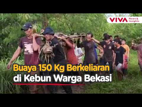 Buaya 3 Meter Masuk Kebun Warga Bekasi, Begini Proses Evakuasinya