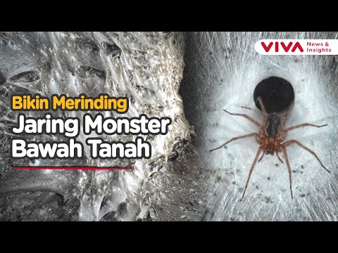 Fenomena Langka! Jaring 100 Meter Persegi Berisi Puluhan Ribu Laba-Laba