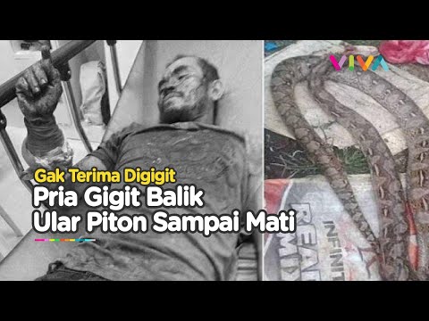 Tak Terima Digigit, Seorang Pria Gigit Balik Ular Piton