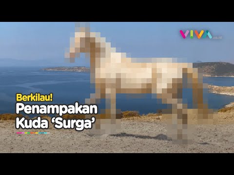 Bikin Silau Mata, Kuda 'Surga' Punya Kulit Berkilau di Dunia