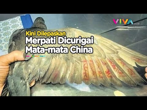 Burung Merpati yang Ditangkap Polisi India Akhirnya Dilepaskan