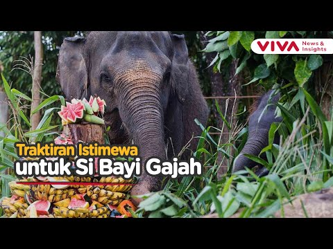 Hadiah Spesial untuk Induk dan Bayi Gajah di Hari Gajah Sedunia