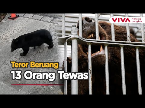 Detik-detik Beruang Besar Masuk Penginapan Air Panas, Militer Turun Tangan!