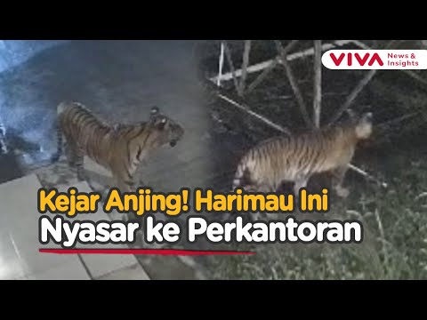 Detik-detik Harimau Sumatera Masuk Area Perkantoran, Pegawai Langsung Dievakuasi