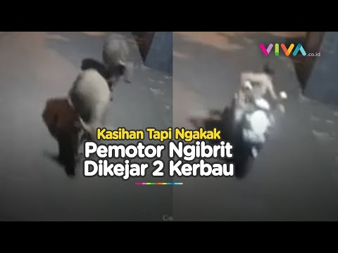VIDEO 2 Kerbau Lepas Ngotot Seruduk Pengendara Motor