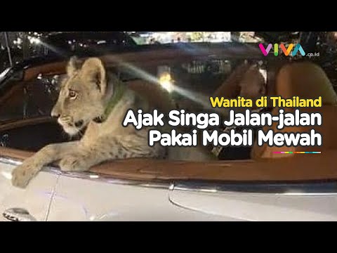 Singa Naik Mobil Mewah Terbuka, Pengguna Jalan Ketar-ketir