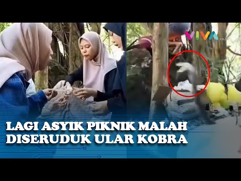 VIDEO Ular Kobra dengan Mulut Menganga Seruduk Ukhti-ukhti Lagi Piknik