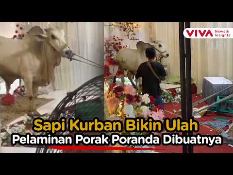 Heboh Sapi Kurban Acak Acak Pesta Pernikahan