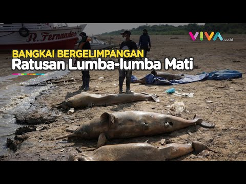 Ratusan Lumba-lumba di Brasil Mati, Terkuak Penyebabnya