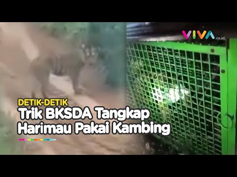 Aksi Ciamik BKSDA Tangkap Harimau Menggunakan Seekor Kambing