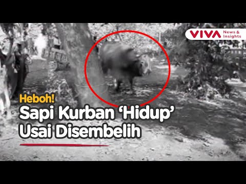 Warga Merinding Ketakutan! Sapi Kurban Bangkit Setelah Disembelih
