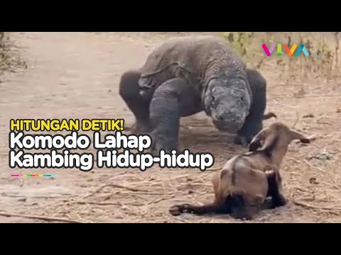 KEBUASAN Komodo Lahap Kambing dalam Hitungan Detik