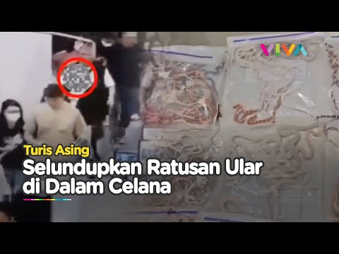 MERINDING! Turis Asing Kantongi Ratusan Ular Hidup di Dalam Celana