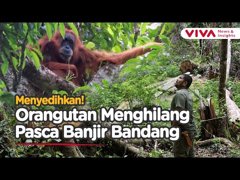 Orangutan Tapanuli Hilang Usai Banjir Bandang, Deforestasi Jadi Biang Kerok