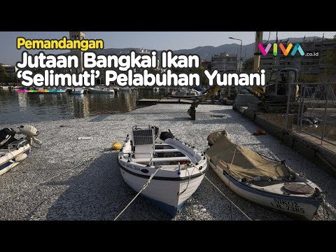 'Ledakan' Bangkai Ikan Banjiri Pelabuhan Wisata di Yunani