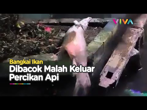 Penemuan Ikan Kebal, Keluar Percikan Api Saat Dibacok Warga