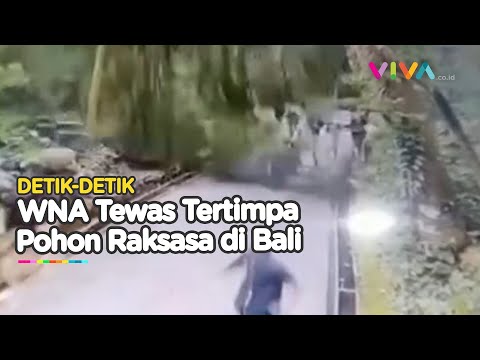Teriakan Histeris Wisatawan Saat Pohon Monkey Forest Ubud Tumbang
