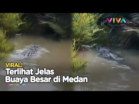 Warga Geger! Penampakan Buaya Besar Berhasil Direkam, Camat di Medan Angkat Bicara