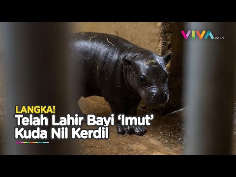 Selamat! Generasi Baru Kuda Nil Kerdil yang Terancam Punah Telah Lahir