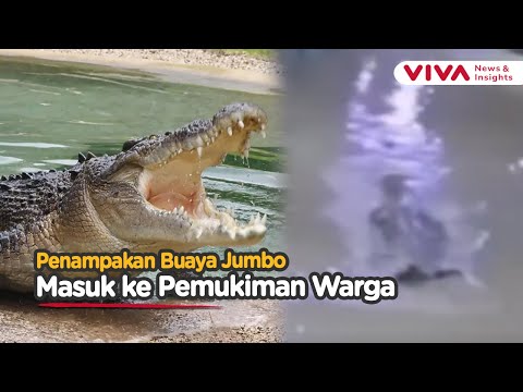 Detik-detik Buaya Besar Muncul Ditengah Rumah Warga Saat Banjir Besar