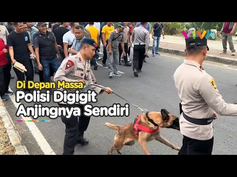 Anjing Salah Target, Serang Komandan Polisi Bak Musuh
