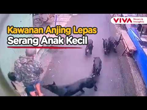 Detik-Detik Bocah Digigit Anjing Saat Jalan Bersama Kakeknya