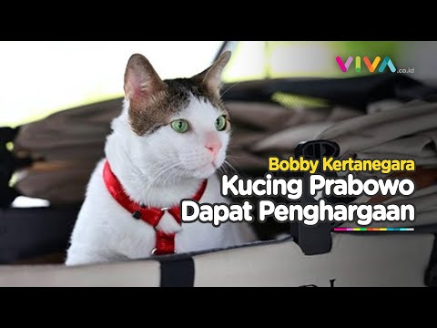 Kucing Presiden Prabowo, Bobby Kertanegara Raih Penghargaan Google