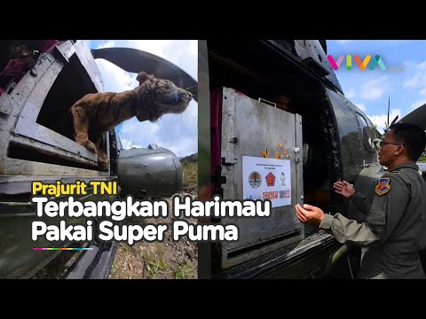 TEGANG! Detik-detik Mayor TNI Terbangkan Harimau Betina