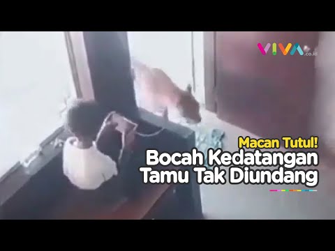 Aksi Bocah Lolos Dari Cengkraman Macan Tutul Bikin Tercengang