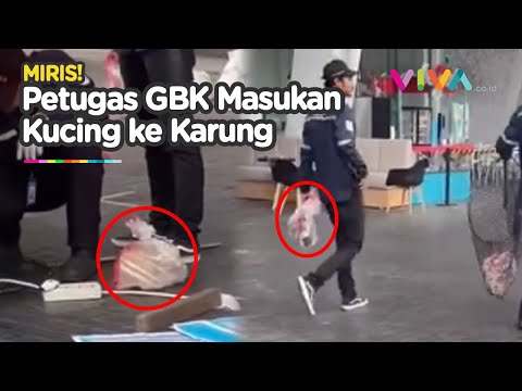 Petugas GBK Terciduk Masukkan Kucing Liar ke Kantong Plastik, Berujung..