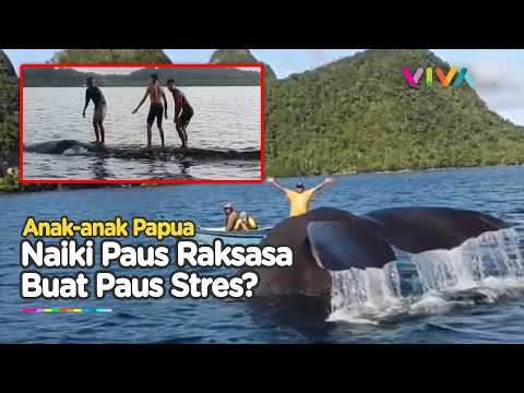 Bikin Iri! Pemuda Papua Main Air Bareng Paus Raksasa di Laut Raja Ampat