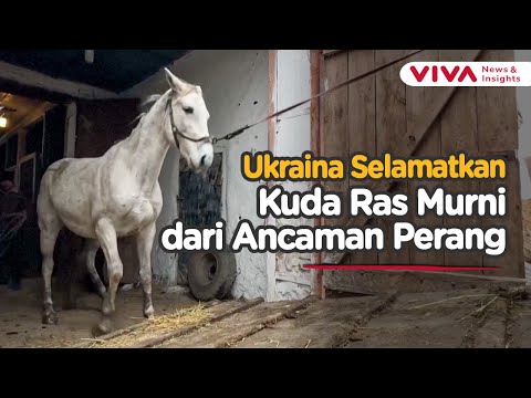 Peternakan Kuda Ukraina Terpaksa Pindahkan Hewan Langka Akibat Serangan Rusia
