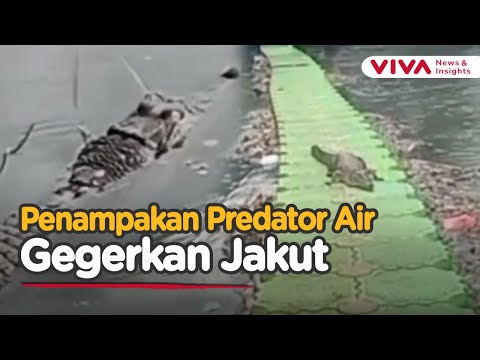 Buaya Muara Muncul di Kali Cengkareng Drain, Warga Jakut Resah
