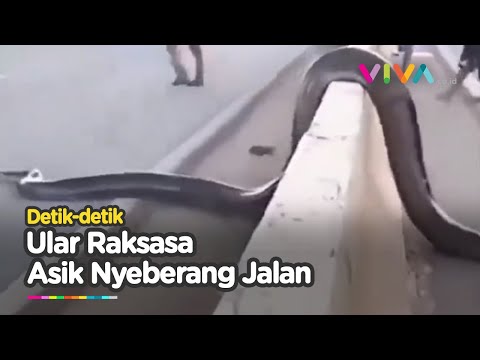 KAGET! Ular Raksasa Menyeberangi Jalan Raya, Warga Berburu Momen