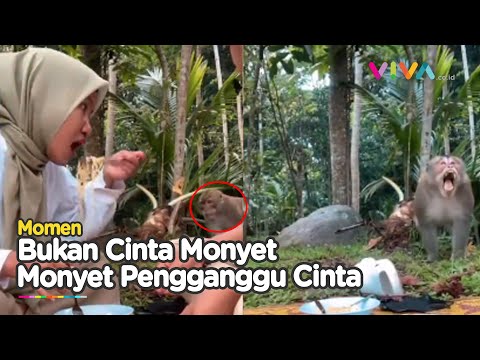 Dasar Monyet! Dua Sejoli Gagal Piknik Romantis Usai di Ganggu Seekor Monyet