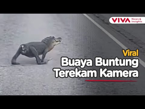 Real Buaya Buntung! Buaya Tanpa Ekor Menyeberang Jalan Bikin Iba Warganet