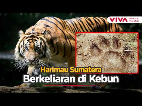 Bikin Geger! Jejak Kaki Harimau Sumatera Ditemukan di Perkebunan