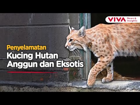 Kucing Eksotis Berhasil Diselamatkan dan Mendapatkan Rumah Baru