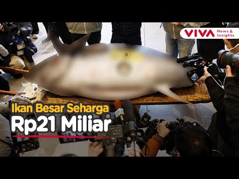 Penampakan Ikan Sebesar Motor, Terjual Rp21 Miliar