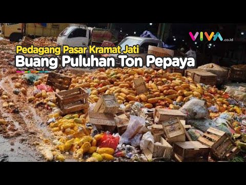 Alasan Para Pedagang Buang Puluhan Ton Buah Pepaya